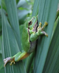 Frosch