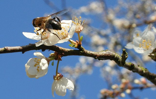 Frühling