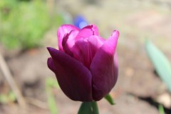 tulpe