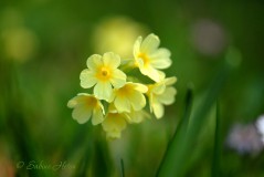 Schluesselblume Kopie