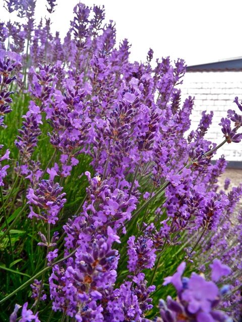 Foto Lavendel: Monika Kirschke