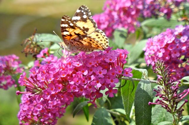 Foto Sommerflieder: Monika Kirschke