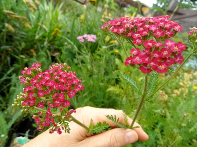 Foto Monika Kirschke: Achillea millefolium "Kirschkönigin" - Rote Schafgarbe 