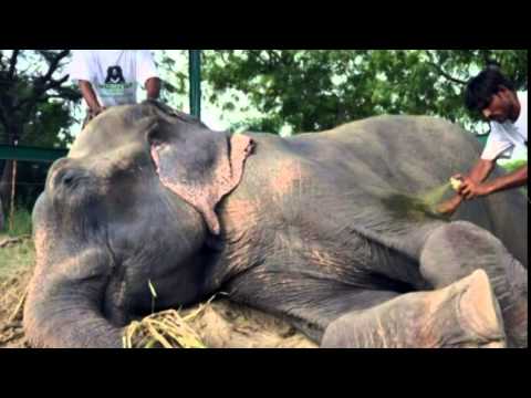 Elefant nach 50 Jahren Gefangenschaft gerettet