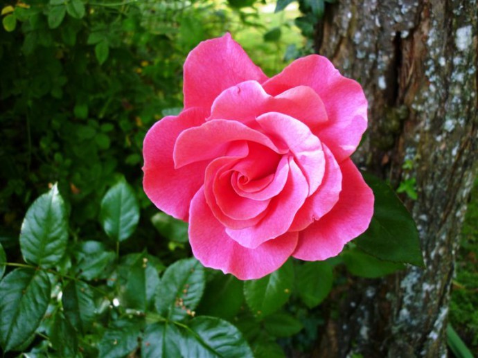 roserosa