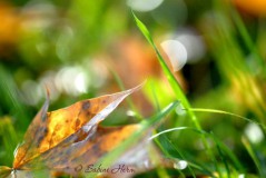 BindungLiebeKraftSabineHermHerbstwiese