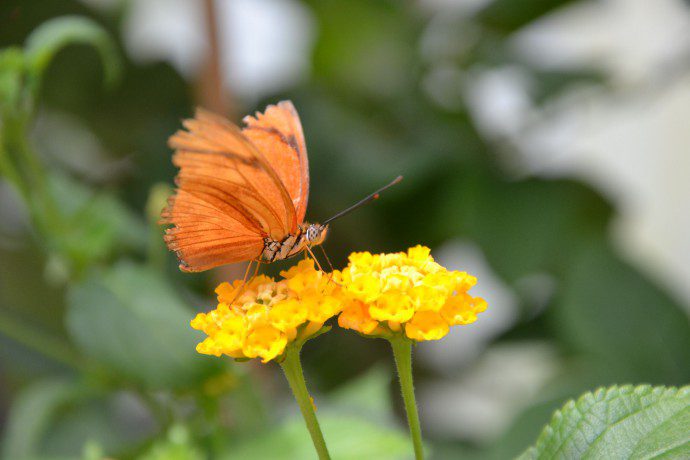 schmetterling