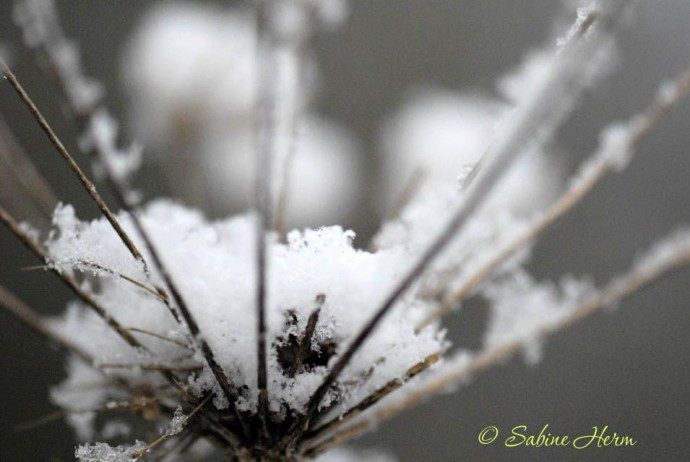 SchneeblüteAmmer