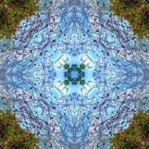 Planzenmandala Hagebutte Frank Ole Haake