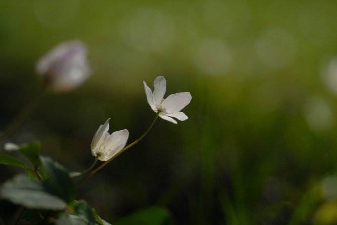 blüte