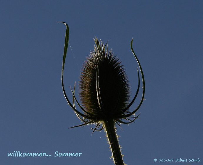 willkommen… Sommer