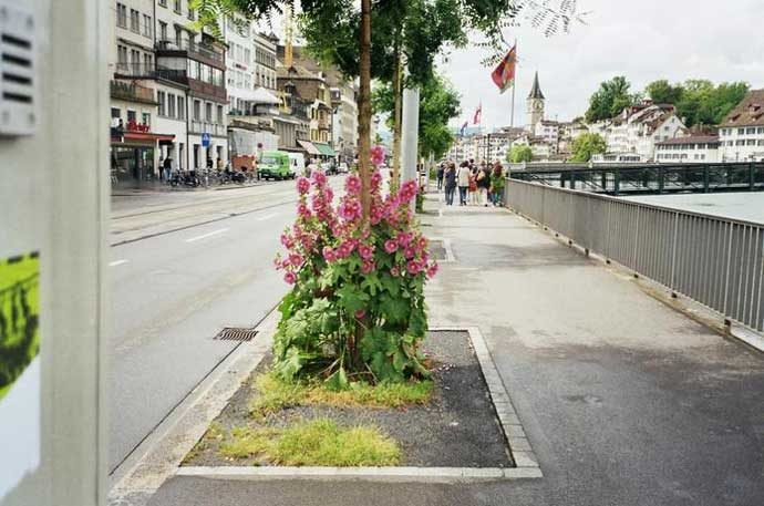 Foto: Maurice Maggi Malven in Zürich