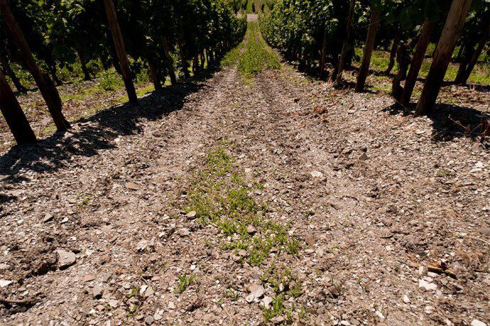 Ein konventionell bewirtschafteter Rebberg an der Mosel: Das exzessive Spritzen von Unkrautvertilgungsmitteln wie Glyphosat zerstört jegliche Biodiversität