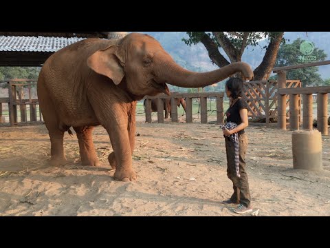 Gutenachtlied für einen Elephanten