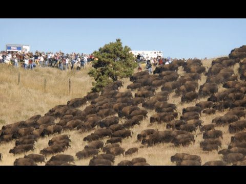 Standing Rock: Wasser ist Leben!