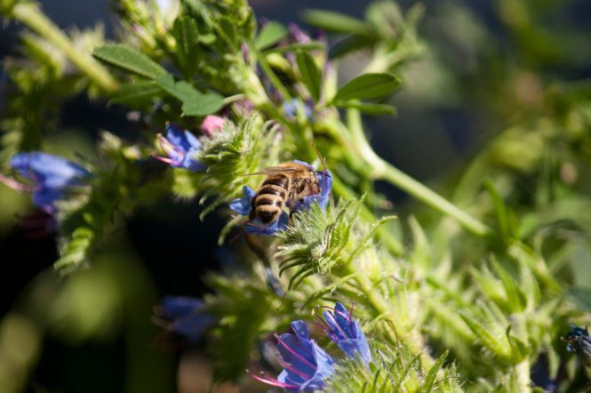 Rettet die Bienen: Ein Erfahrungsbericht