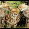 Der Barfussmann und die Leoparden-Mutter