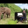 Klassikmusik für verletzte Elefanten