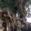 Screenshot_2018-10-03 Jumana Mattukat auf Instagram „Weiße Taube auf uraltem Baum, der geschützt wird mitten in Palma -nenn[…]