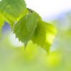 spring-green-leaves-1394637_1920