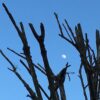 12. Raunacht: 4./5. Januar
