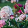Legende der Pfingstrose - Eine Rose ohne Dornen