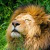 african-lion-951778_1280