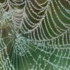 cobweb-4193 (2)
