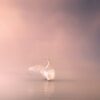 swan-4170400_1280