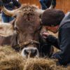Butenland - das erste Kuh-Altersheim im Film