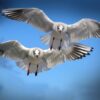 gulls-654046_1280