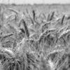Rettung durch Ernährungsumstellung in Dänemark