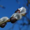 willow-catkin-4833797_1280