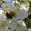 Verbinde Dich 53+54: Von Bienen und Hummeln lernen