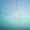 cobweb-3725540_1280