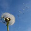 dandelion-463928_1280