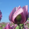 Lichtbilder: Lila Mohn