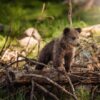 Kleiner Bär - Oder: Der Bär der keiner sein wollte