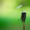 Active Hope - Hoffnung durch Handeln