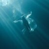 Lotus Filmpremiere: Tauchen ins Unbekannte