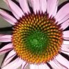 Echinacea