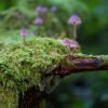 Die Natur spricht zu dir