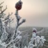 Naturgesetze