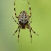 Die Spinne und die Menschen
