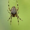 araneus-4505737_1280