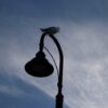 Licht aus zum Vogelschutz