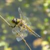 Die Geschichte der Libelle