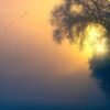 Durch den Nebel hindurchsehen