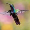 hummingbird-1854225_1280