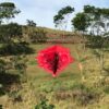 Land Art: Diva